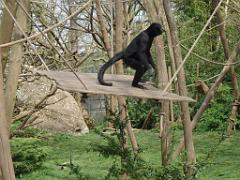 149 BIO PARC DE DOUE LA FONTAINE 7- 2016_000055
